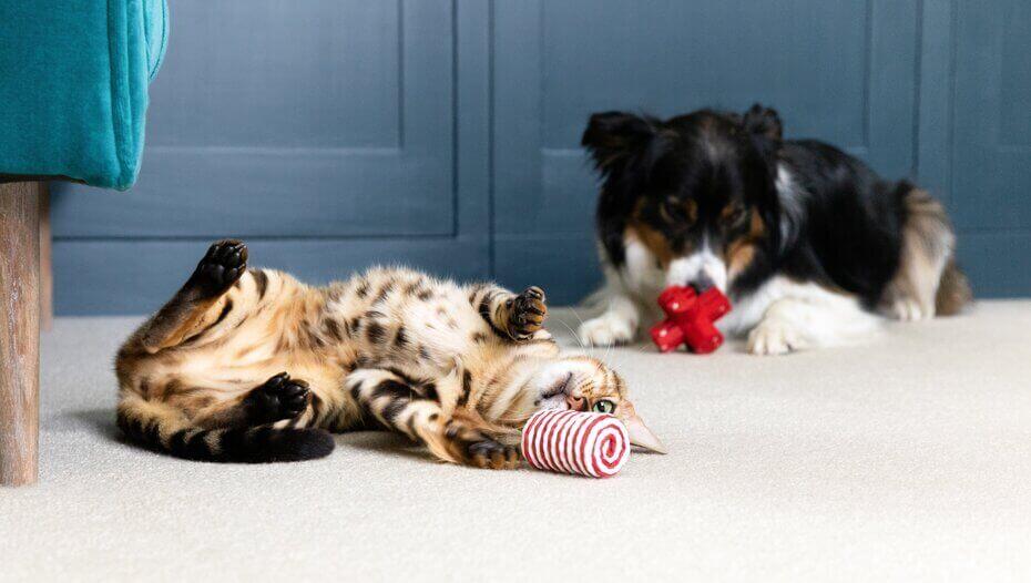 Dog and on sale cat toys